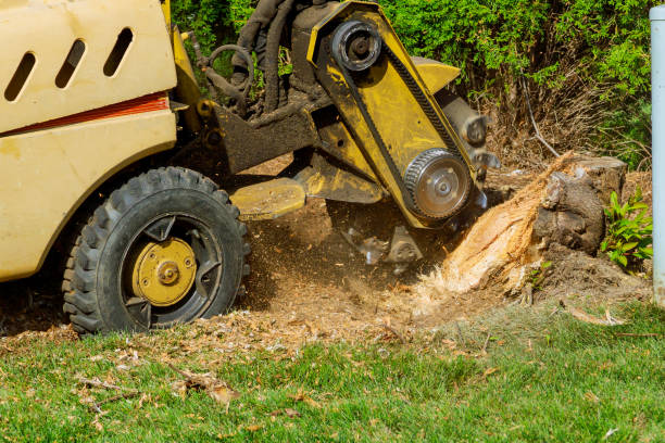 Professional Tree Service in Jamestown, CA